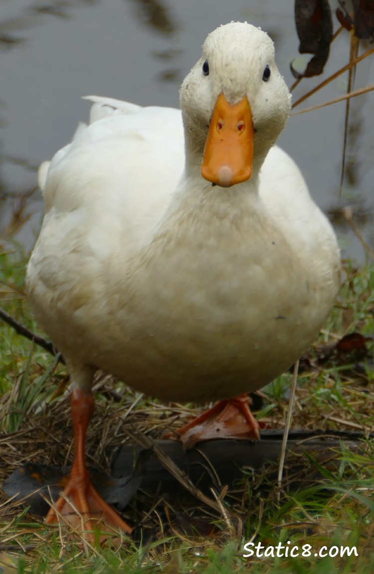 White Mallard