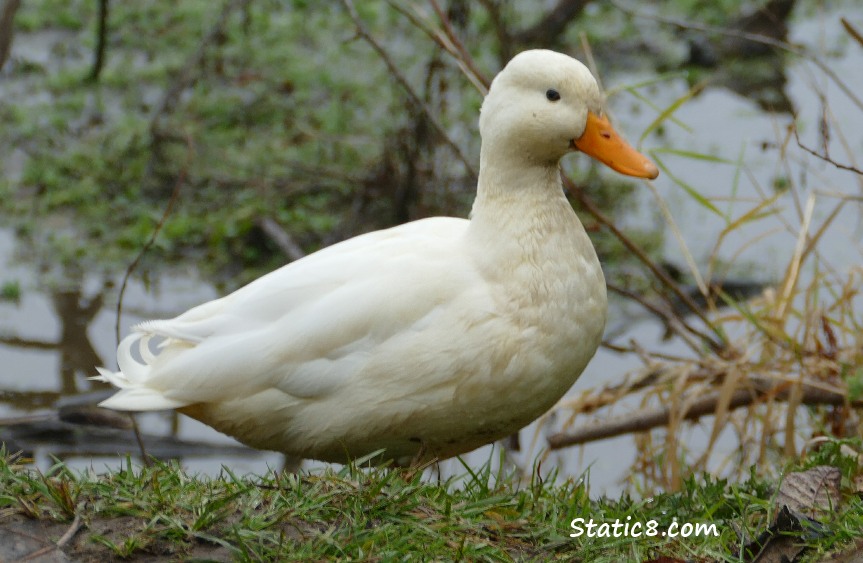 White Mallard