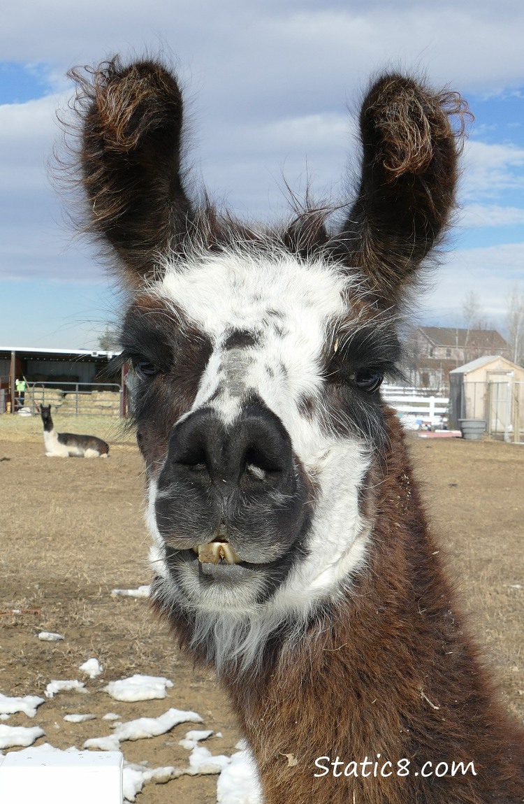 The face of a llama