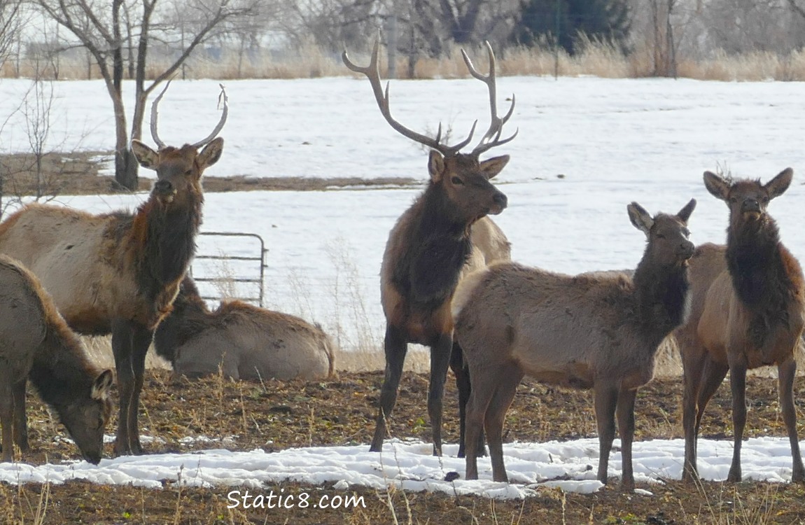 Several male and female elks in a field