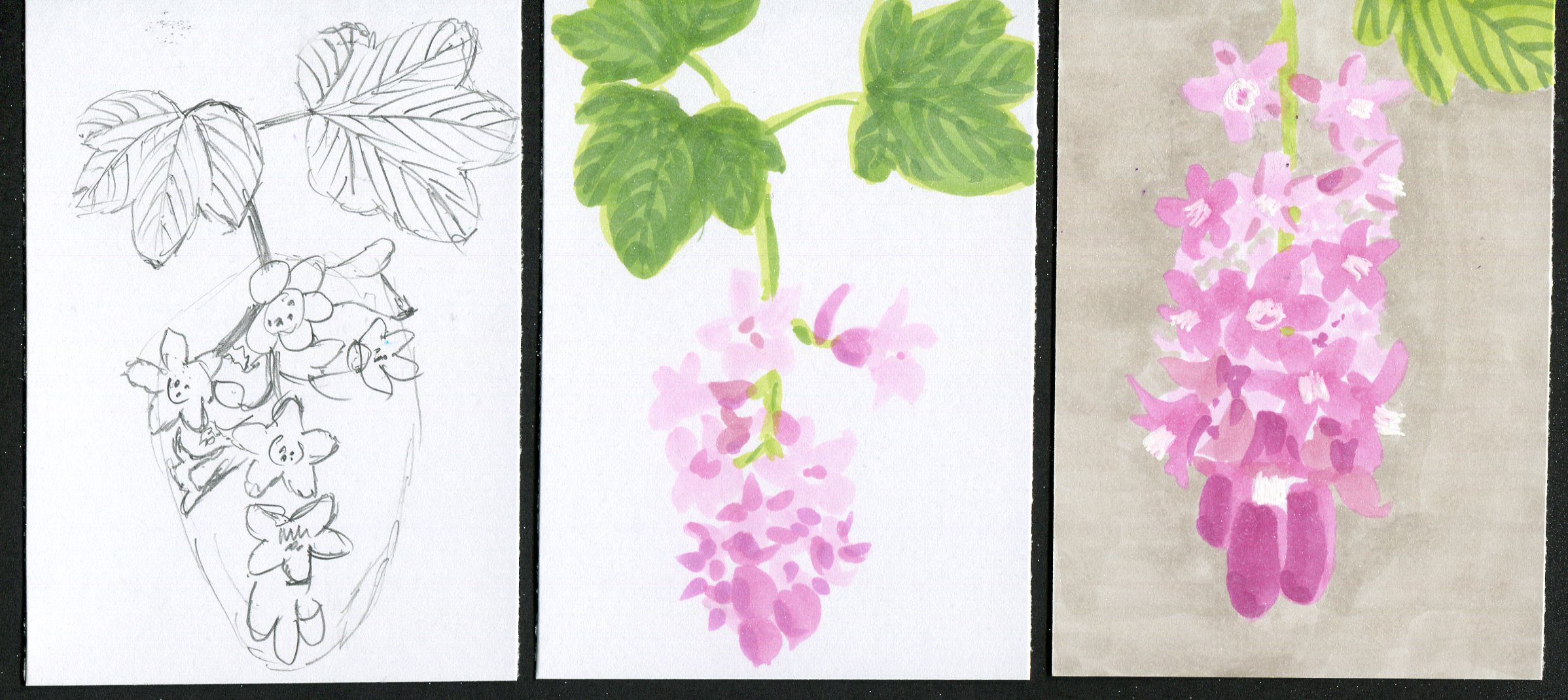 Three drawings of Red Currant flowers