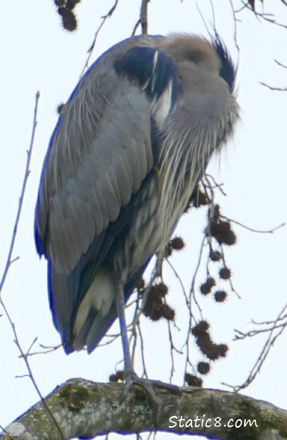 sleeping heron on a tree branch, head tucked