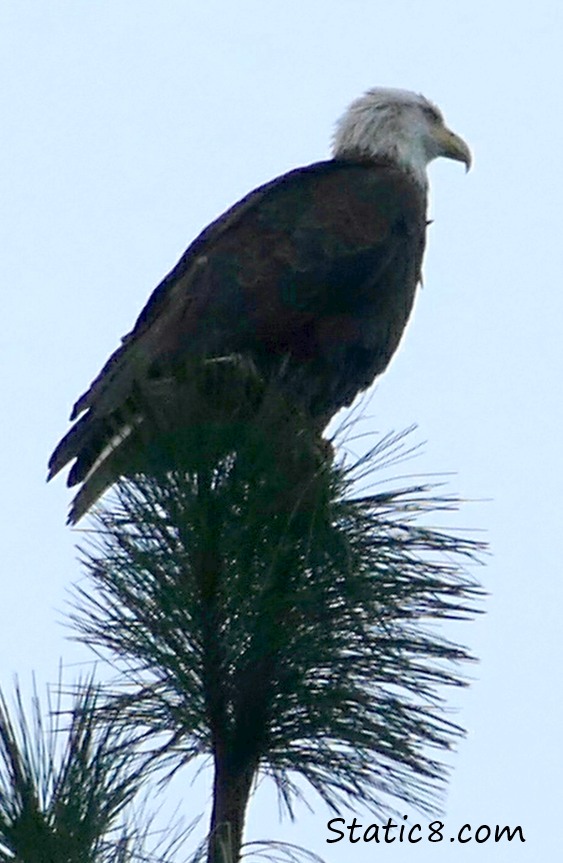 Bald Eagle sitting at the top of a pine tree