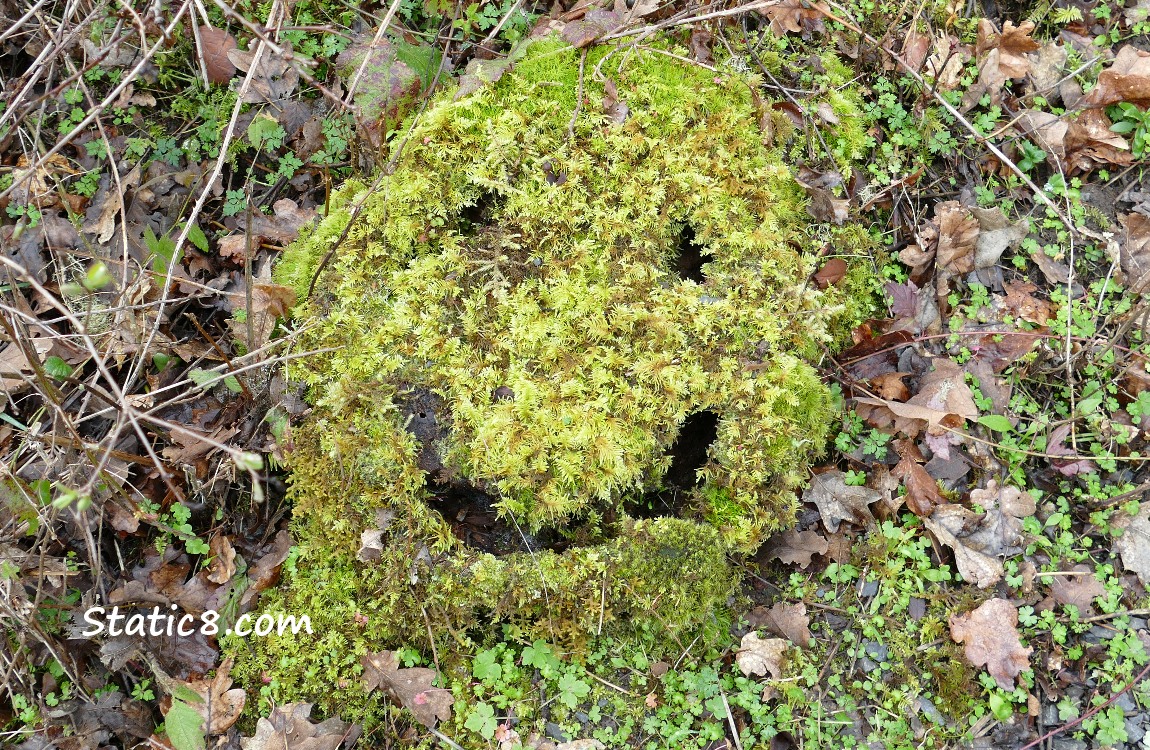 Moss on a tree stump in the shape of a happy face