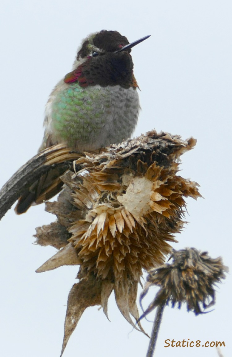 Male Annas Hummingbird sitting on an old sunflower head