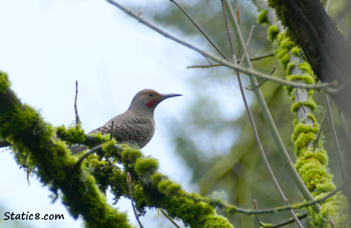 Northern Flicker on a moss covered branch