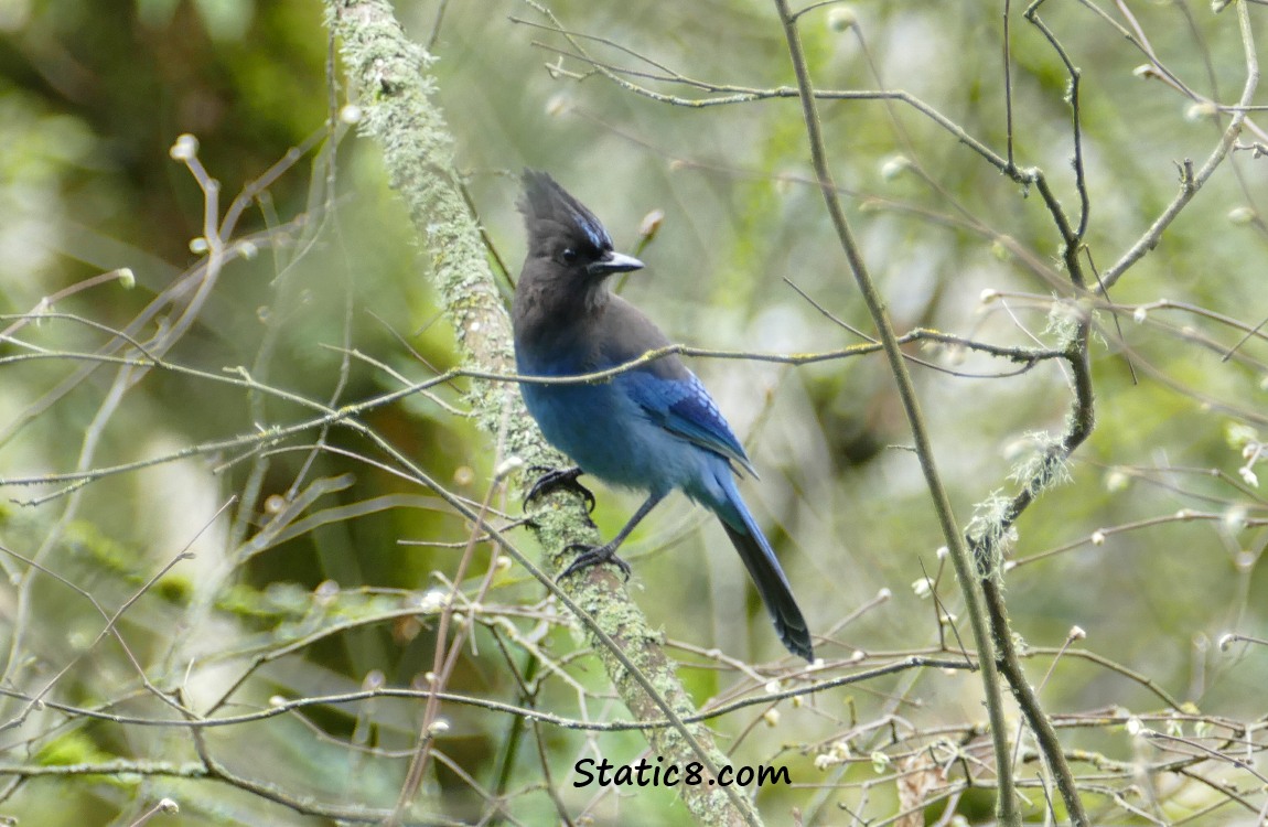 Stellar Jay in the forest