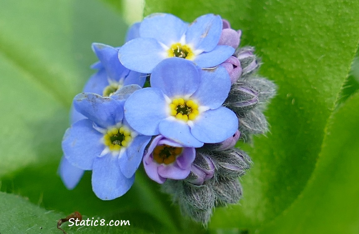 Forget Me Not flower blooms