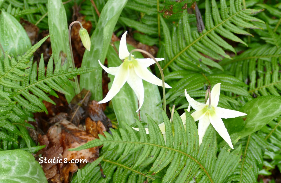 Fawn Lilies and ferns
