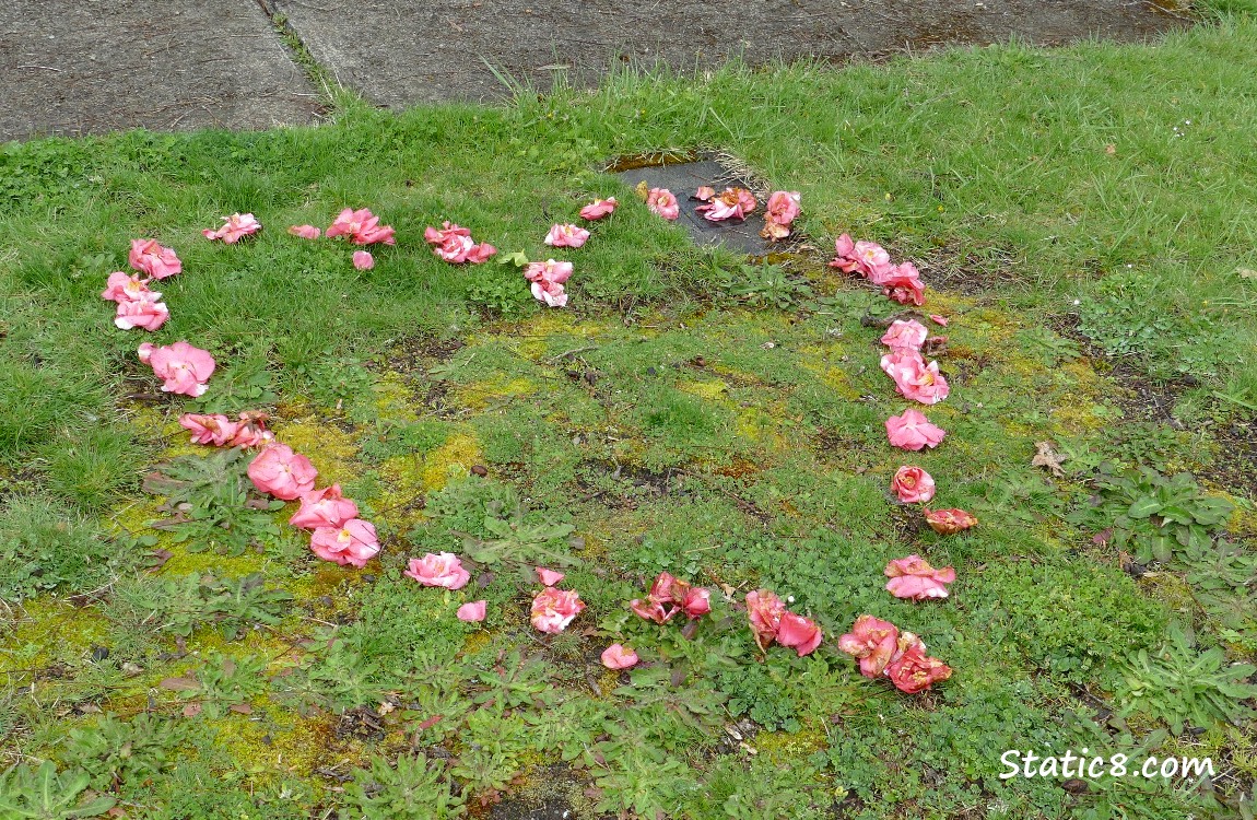 Fallen camellia blossoms arranged in a heart shape on a lawn