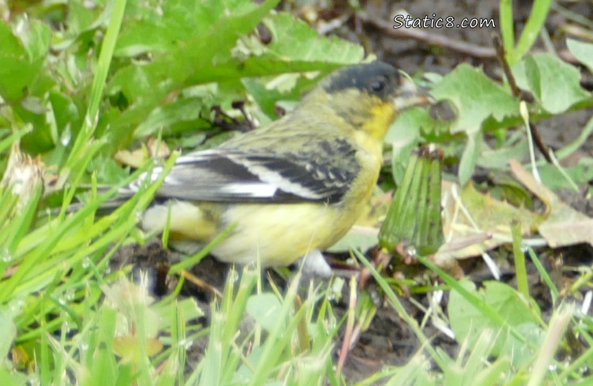 Lesser Goldfinch and a dandelion head