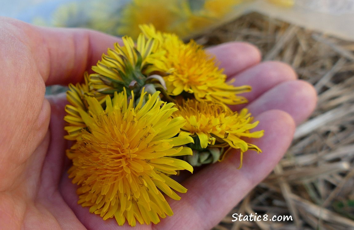 Holding picked Dandelion blossoms in my hand