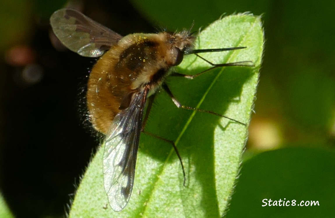 Bee Fly resting on a leaf