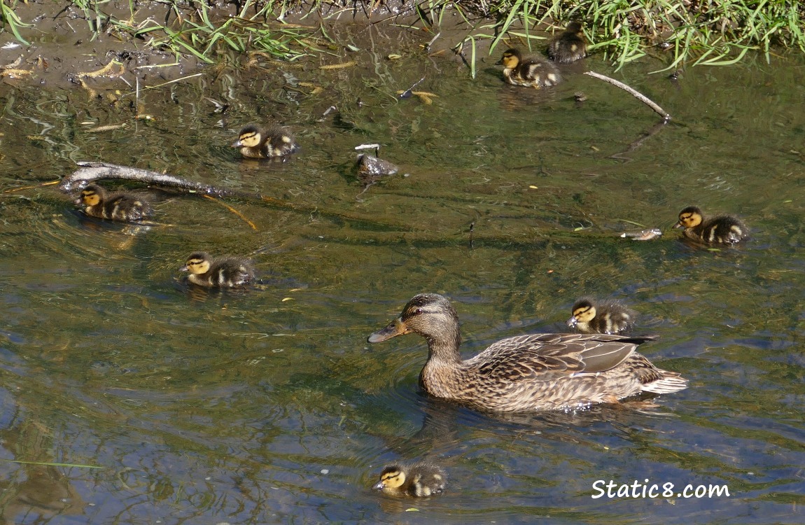 Female Mallard with 8 of her 11 ducklings