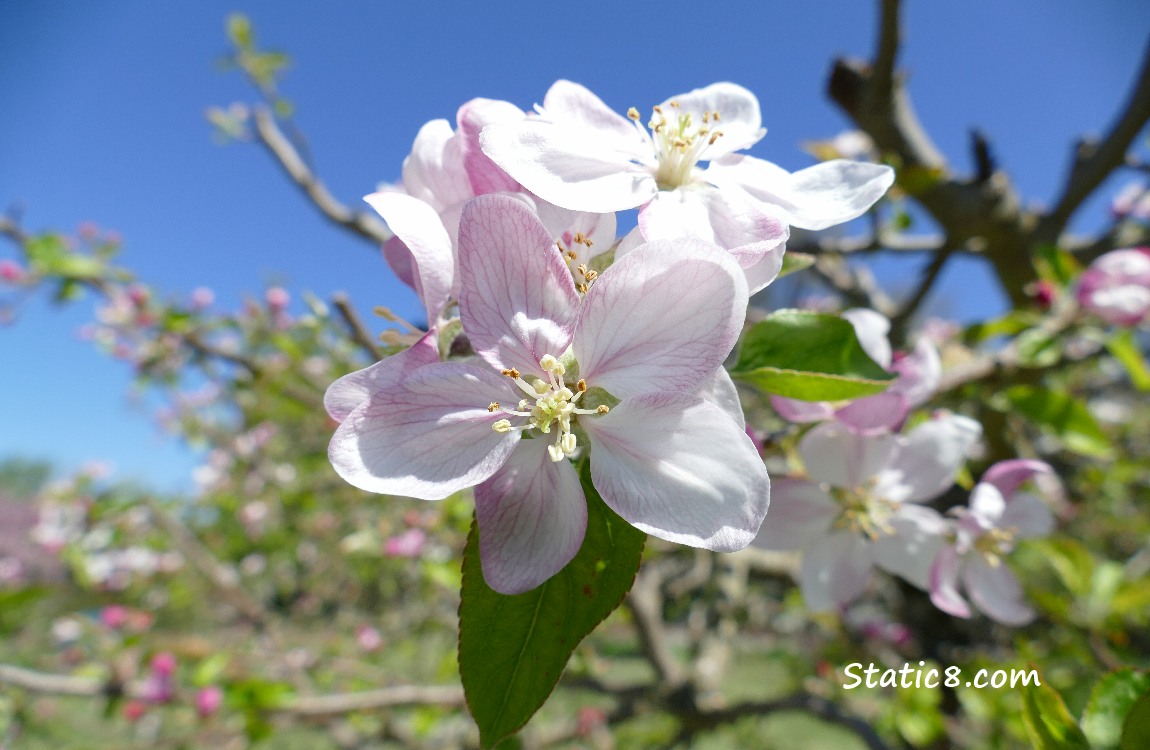 Apple Blossoms and blue sky