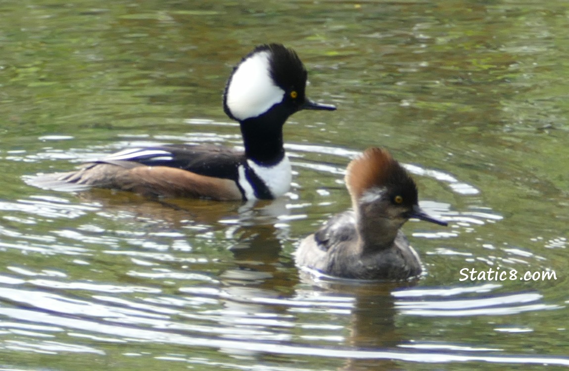 male and female Hooded Mergansers on the water