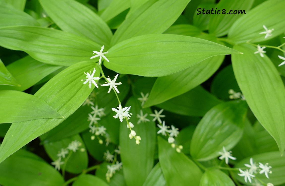 Starry False Solomons Seal, leaves and flowers