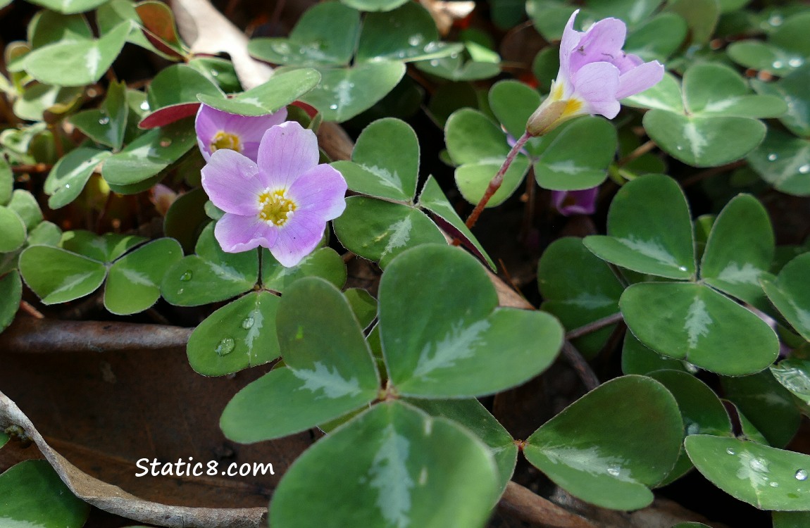 Wood Sorrel with pink blossoms