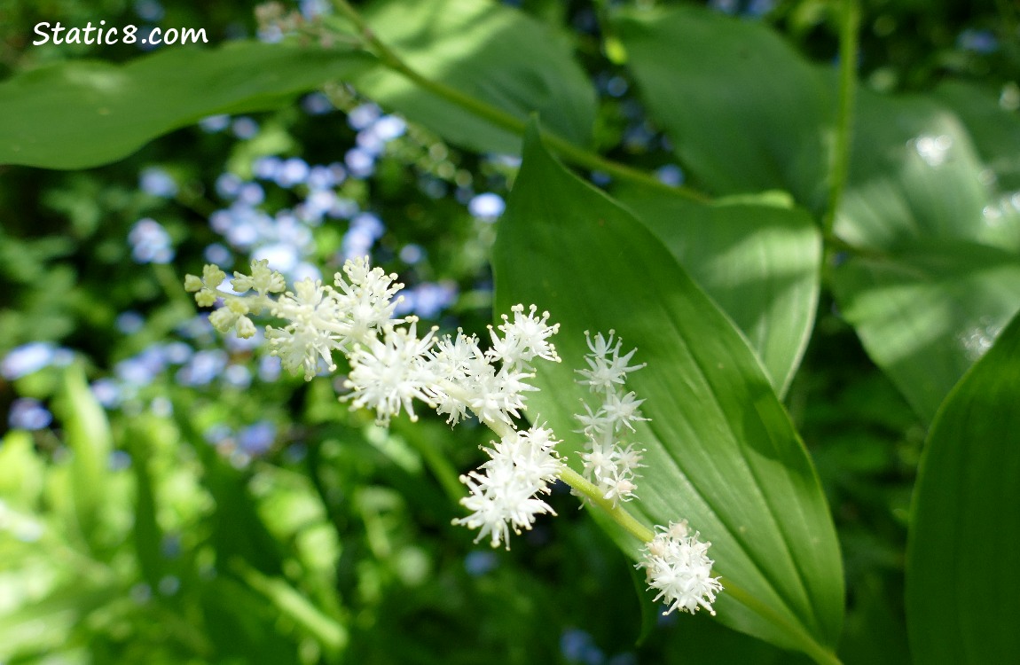 False Solomons Seal, leaves and flowers