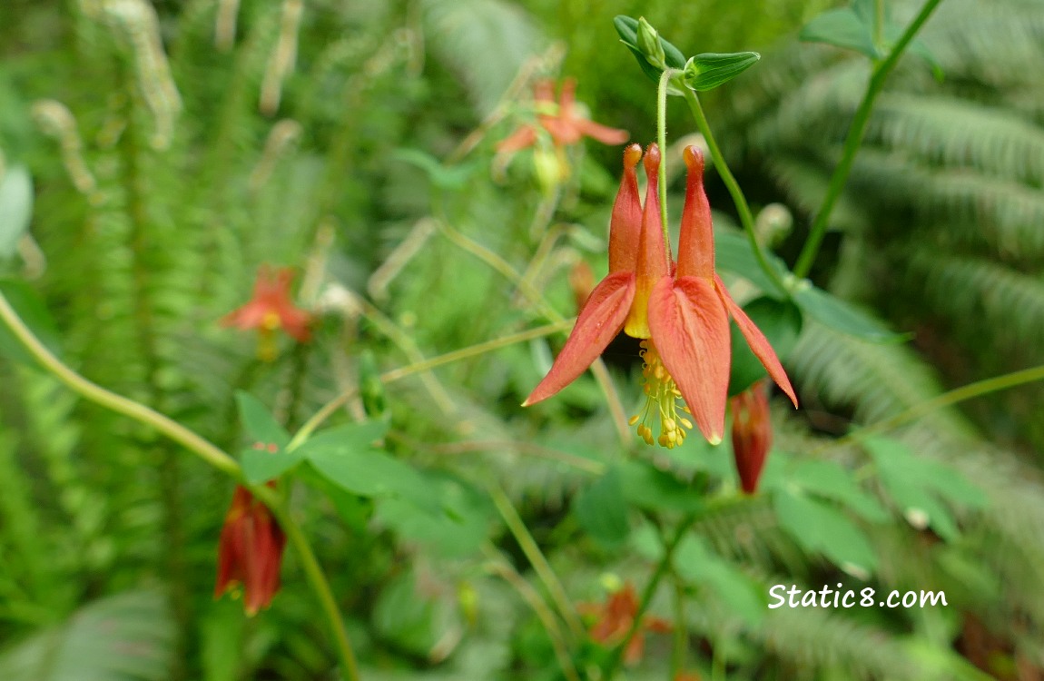 Red Columbines blooming in front of ferns