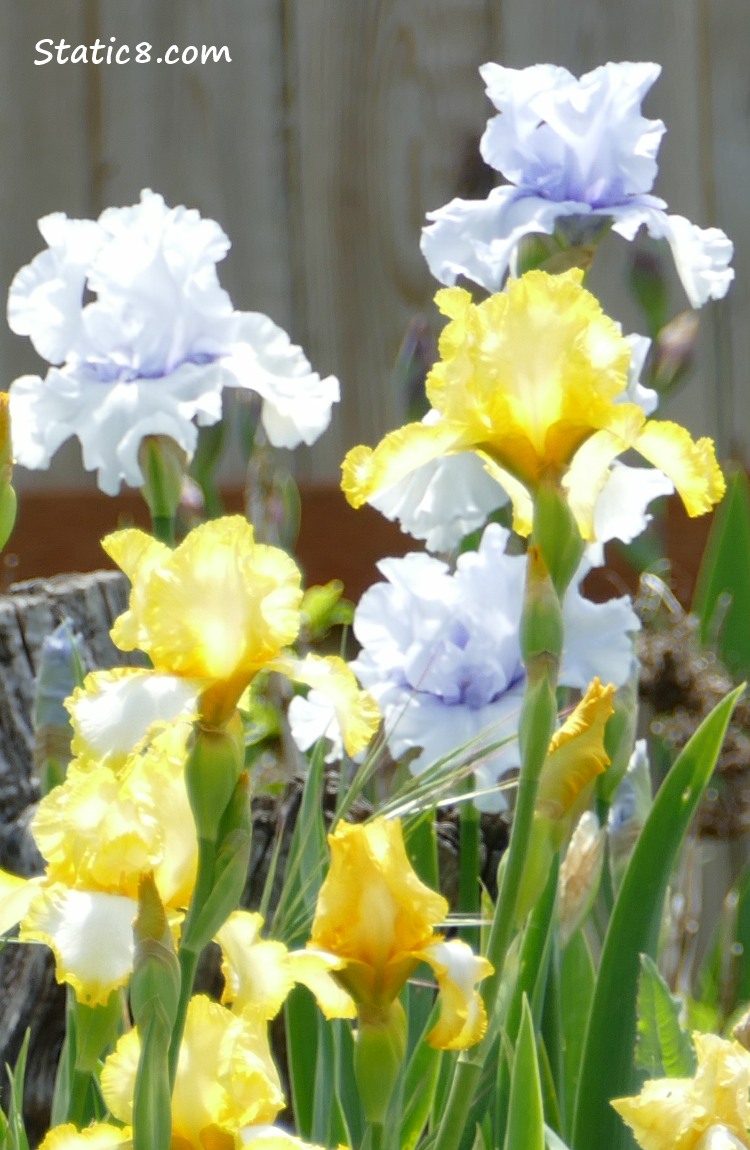 Pale Purple and Yellow Irises
