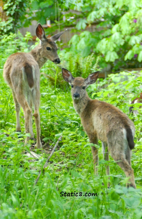 Two Black Tail Deers