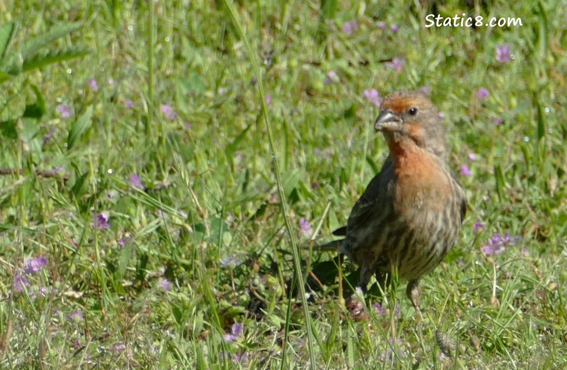 House Finch on the lawn with purple flowers