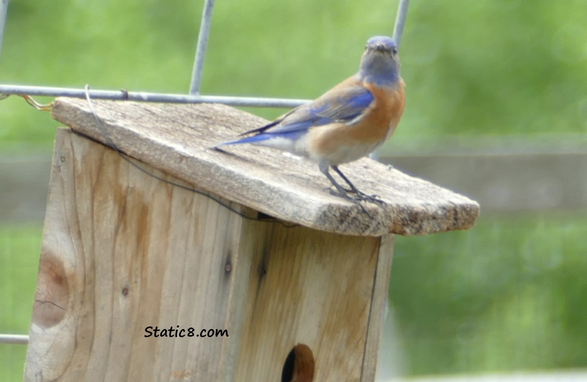 Male Western Bluebird