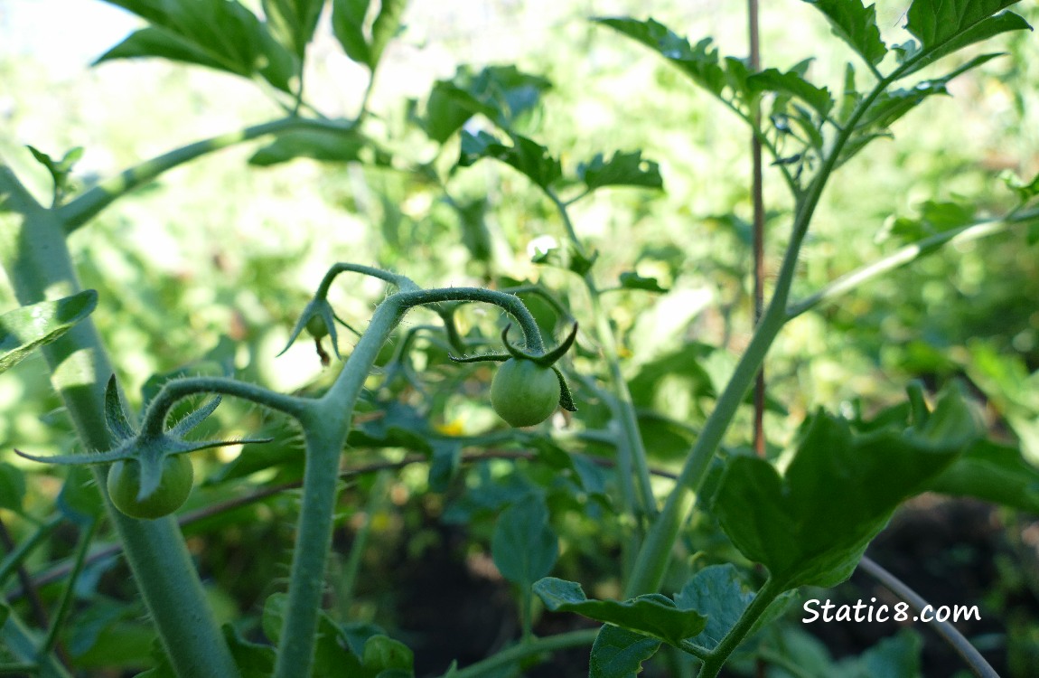 Small green tomatoes, growing on the plant