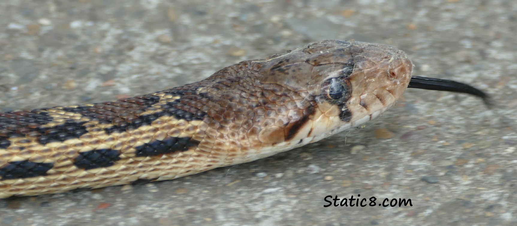 the face of a Gopher Snake, black tongue sticking out!