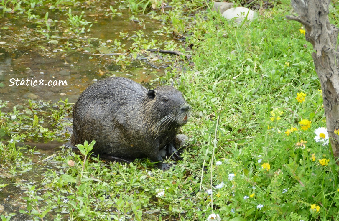 Nutria standing on the bank surrounded with wildflowers