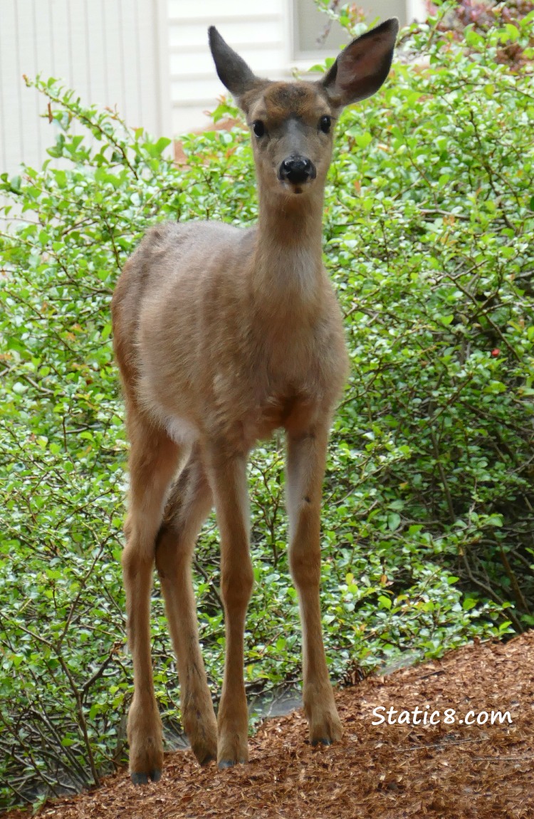 Blacktail Deer standing on a hill