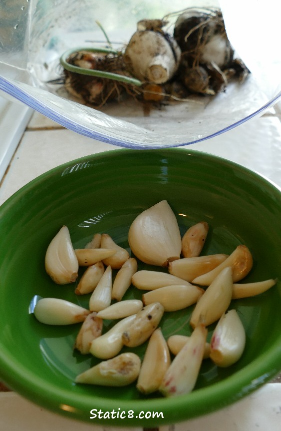 a green bowl with cleaned garlic cloves, several garlic heads in the background