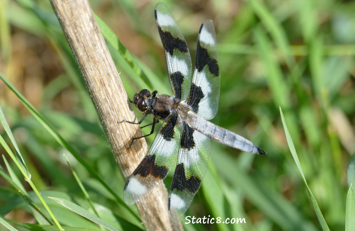 Eight Spot Skimmer dragonfly standing on a stalk