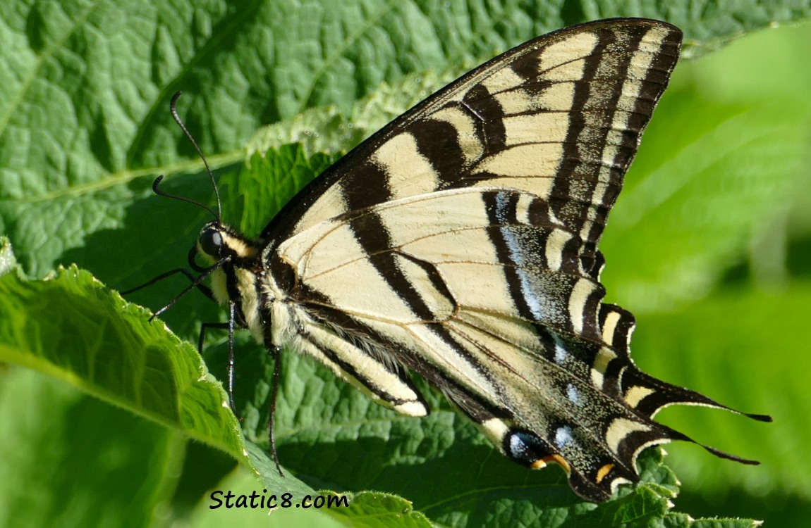 Western Tiger Swallowtail butterfly standing on a leaf