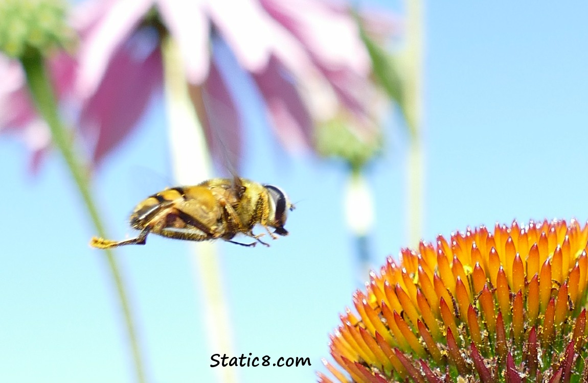 Hoverfly hovering in front of an Echinacea bloom