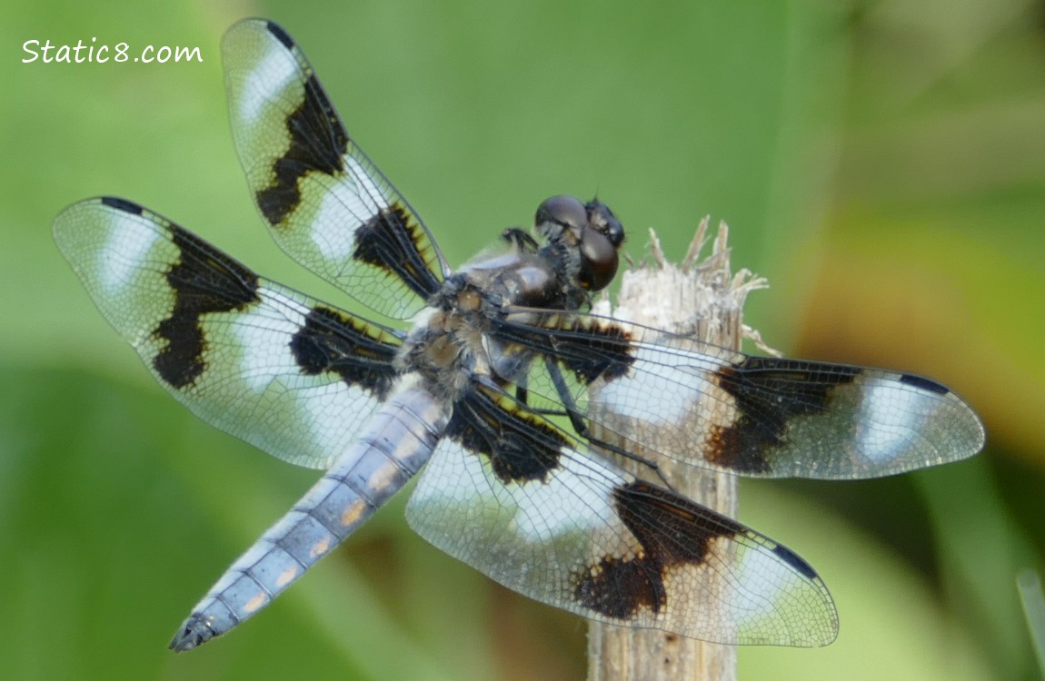 Eight Spot Skimmer Dragonfly standing on a stick
