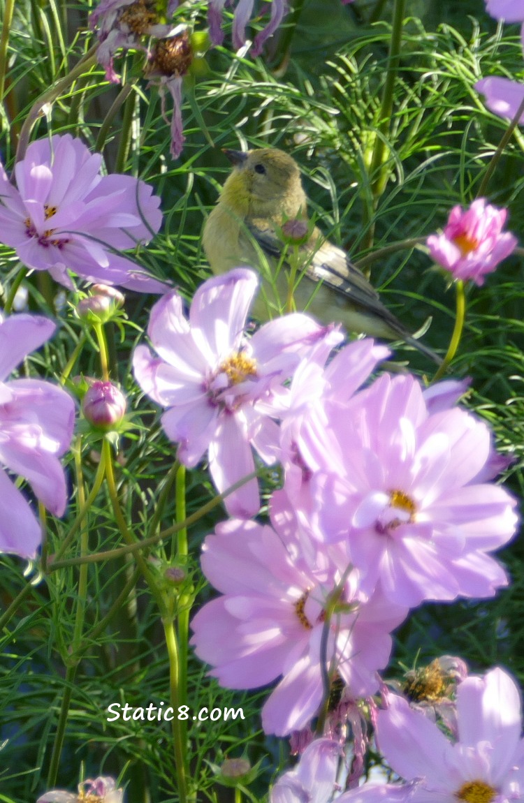 Gold Finch in the Cosmo flowers