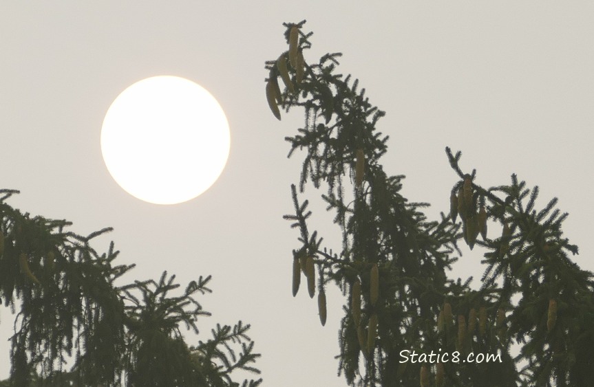 Smoggy sun