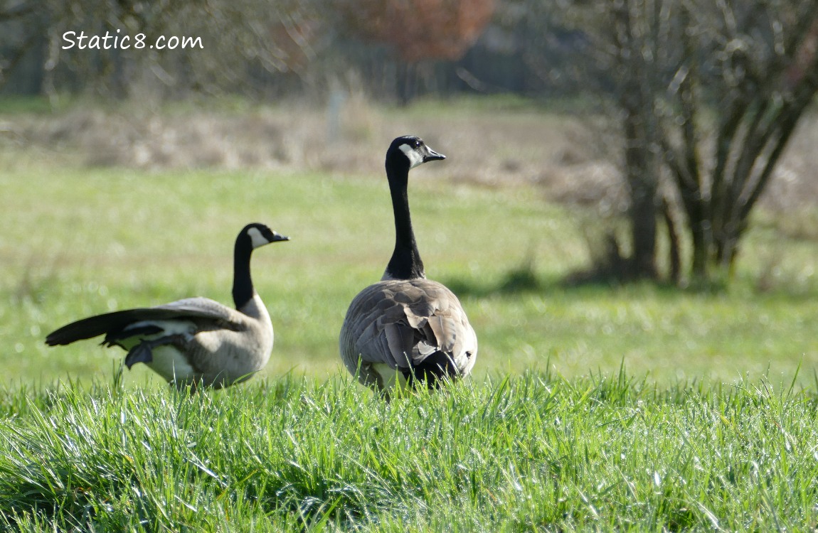 a pair of Canada Geese