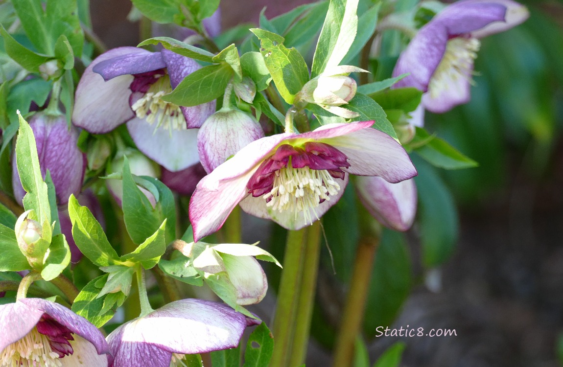 Pink and Purple Lenten Roses blooming