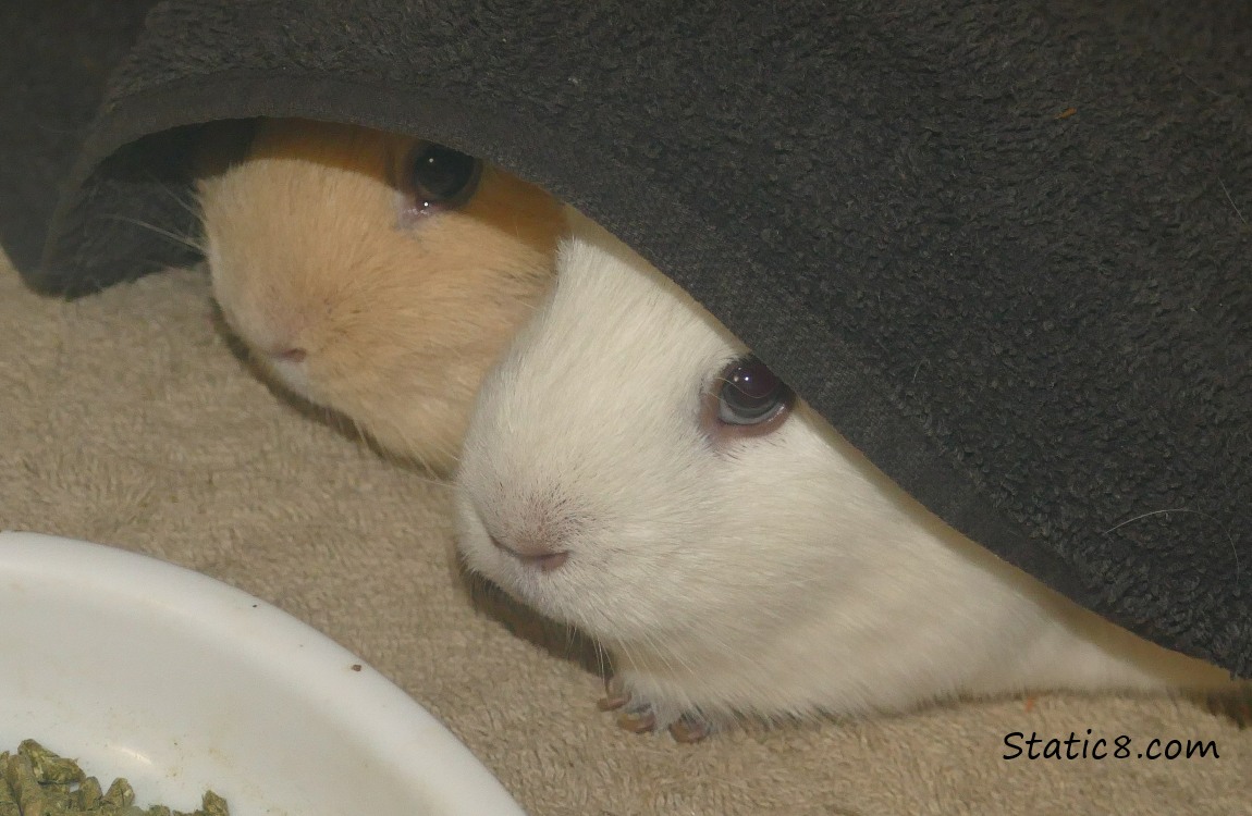 Guinea Pigs Piper and Dawn peeking out from their tent