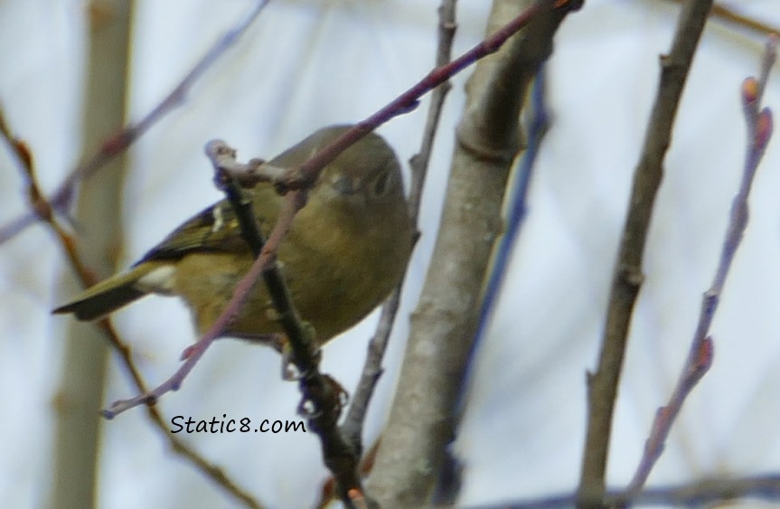 blurry and bad photo of a Ruby Crowned Kinglet
