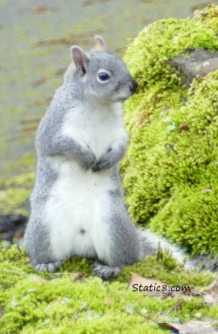 Western Grey Squirrel standing up on a moss covered rock