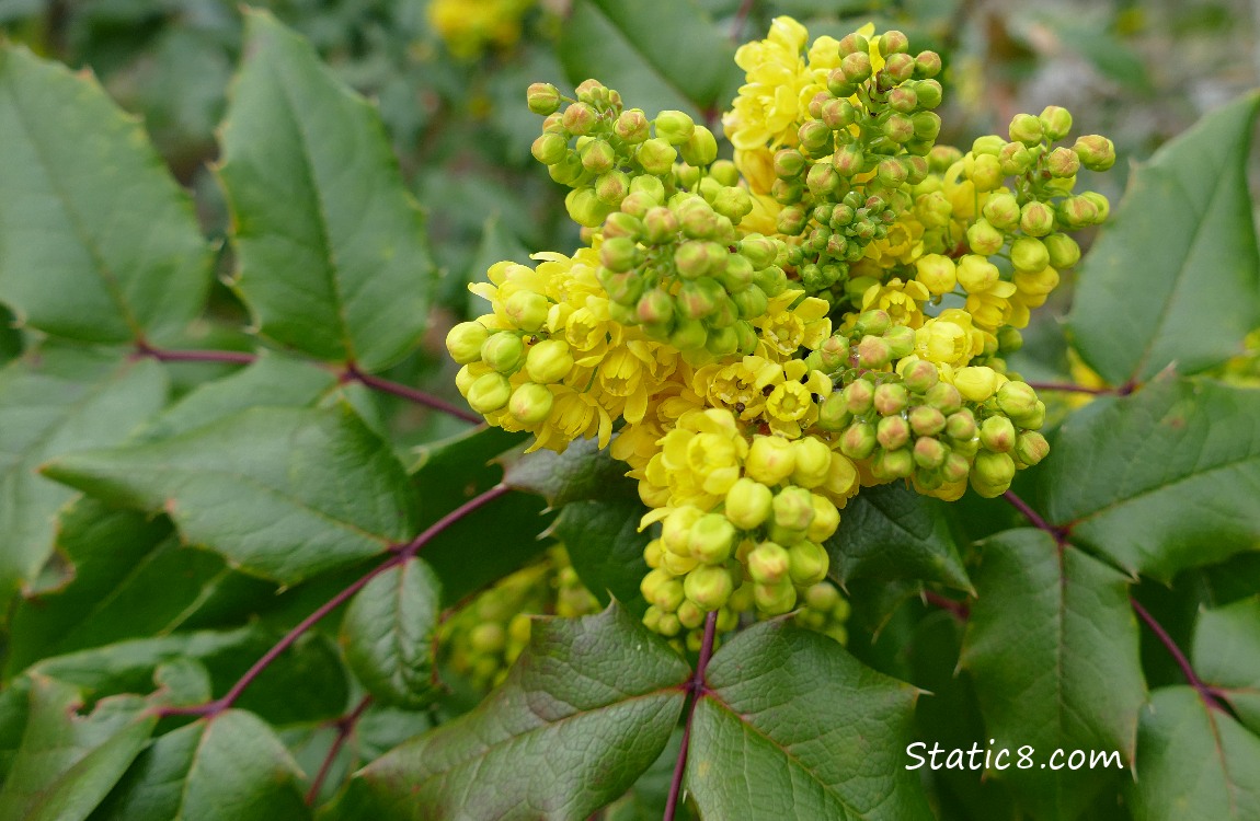 yellow blooms and holly-like leaves of Oregon Grape