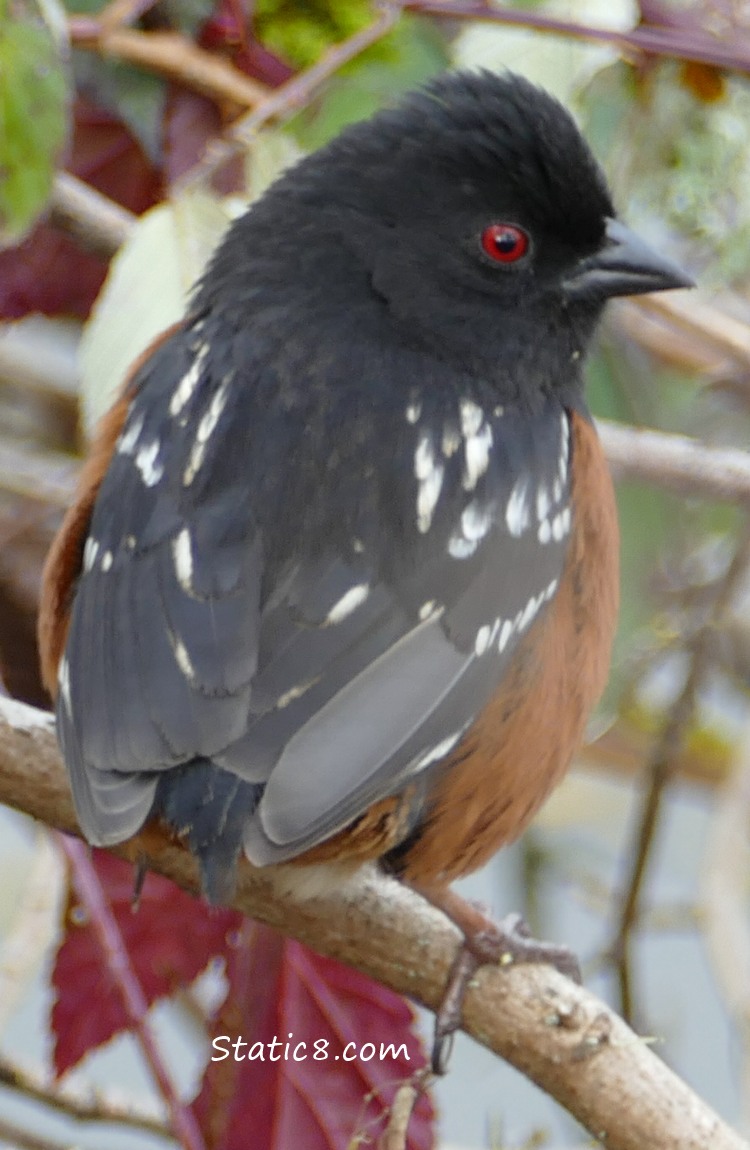 male Spotted Towhee missing his tail feathers!