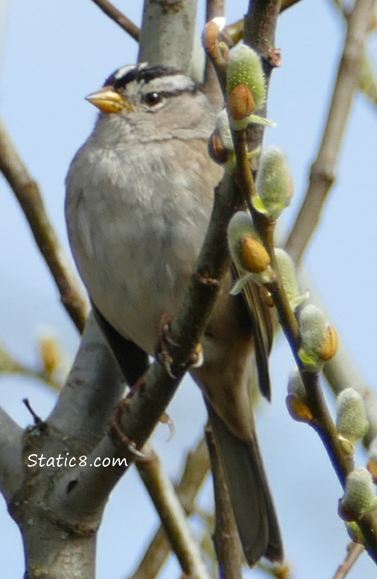 White Crowned Sparrow with a budding willow branch