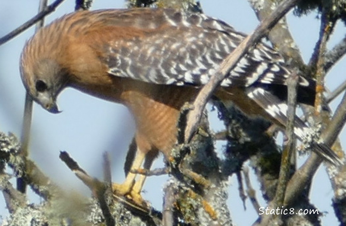 Red Shouldered Hawk in a tree, eating a garter snake