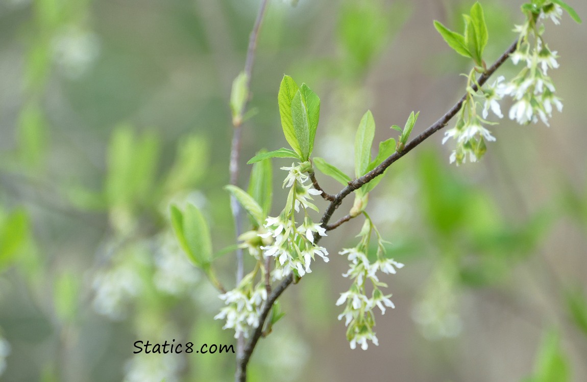 Osoberry Blooms