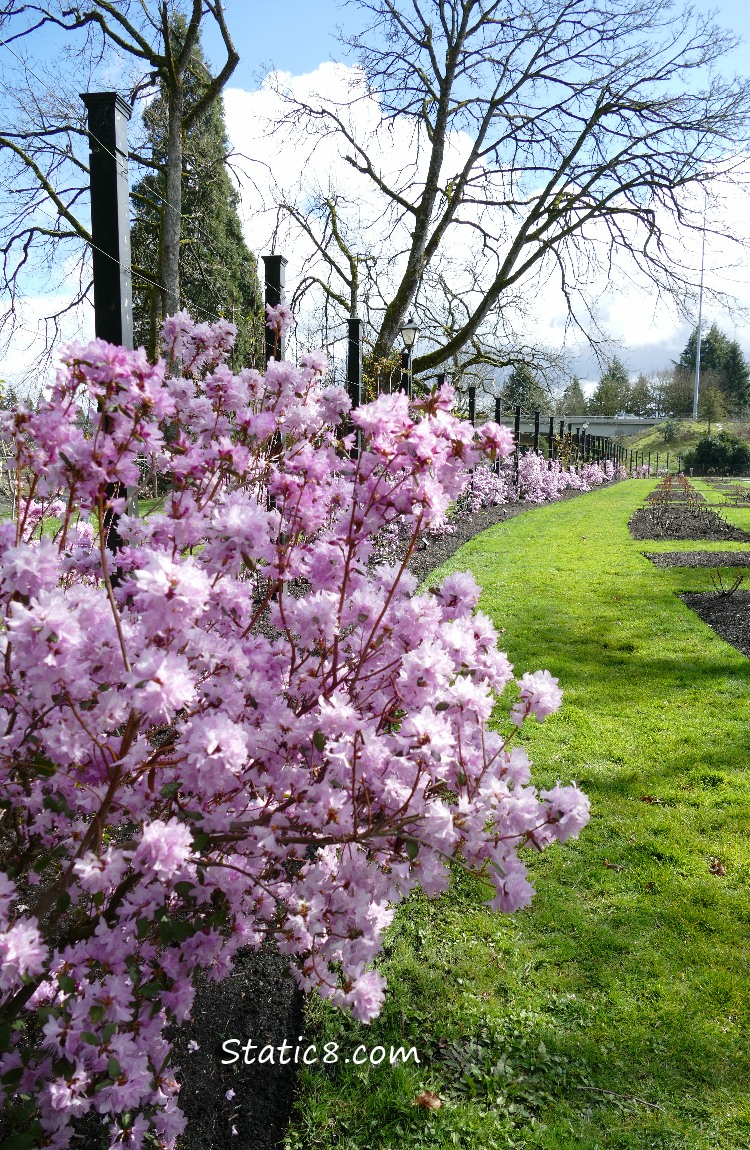 a row of pink blooming rhododendron bushes